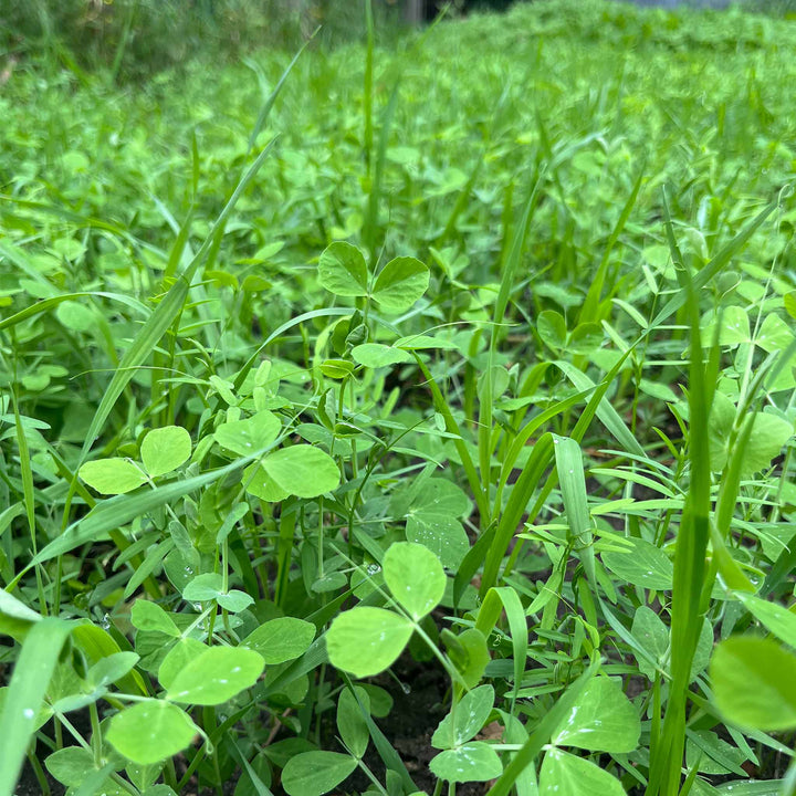 Peas, Oats, Vetch Garden Cover Crop Mix
