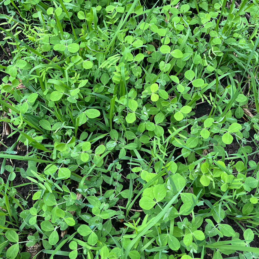 Peas, Oats, Vetch Garden Cover Crop Mix
