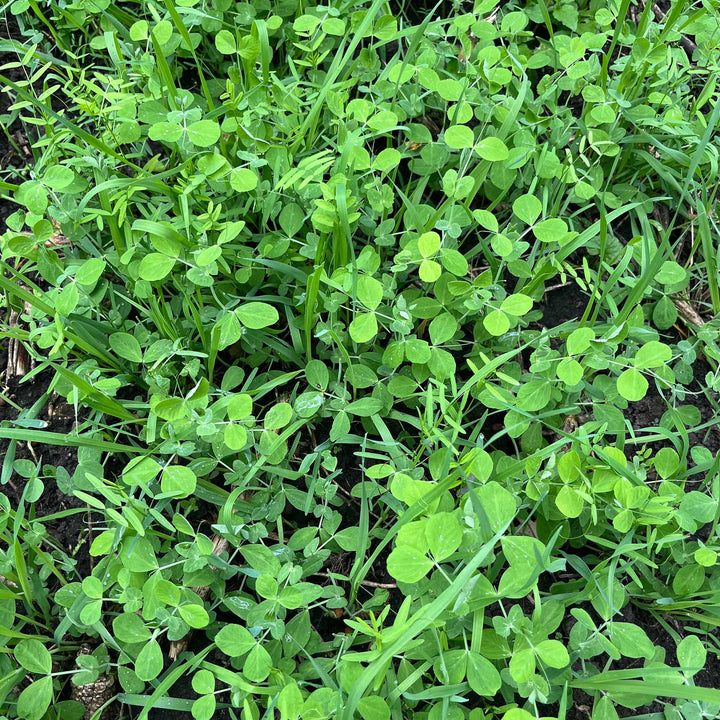 Peas, Oats, Vetch Garden Cover Crop Mix