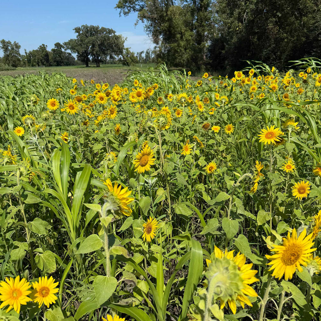 sunflower seeds plant paradox Sunflowers (Peredovik) – TnT Seed Company