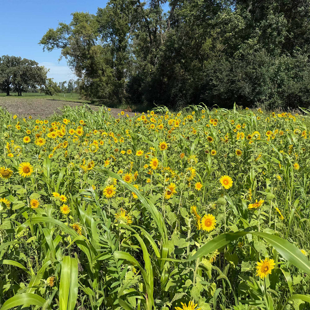 planting peredovik sunflower seeds Sunflowers (Peredovik) – TnT Seed Company