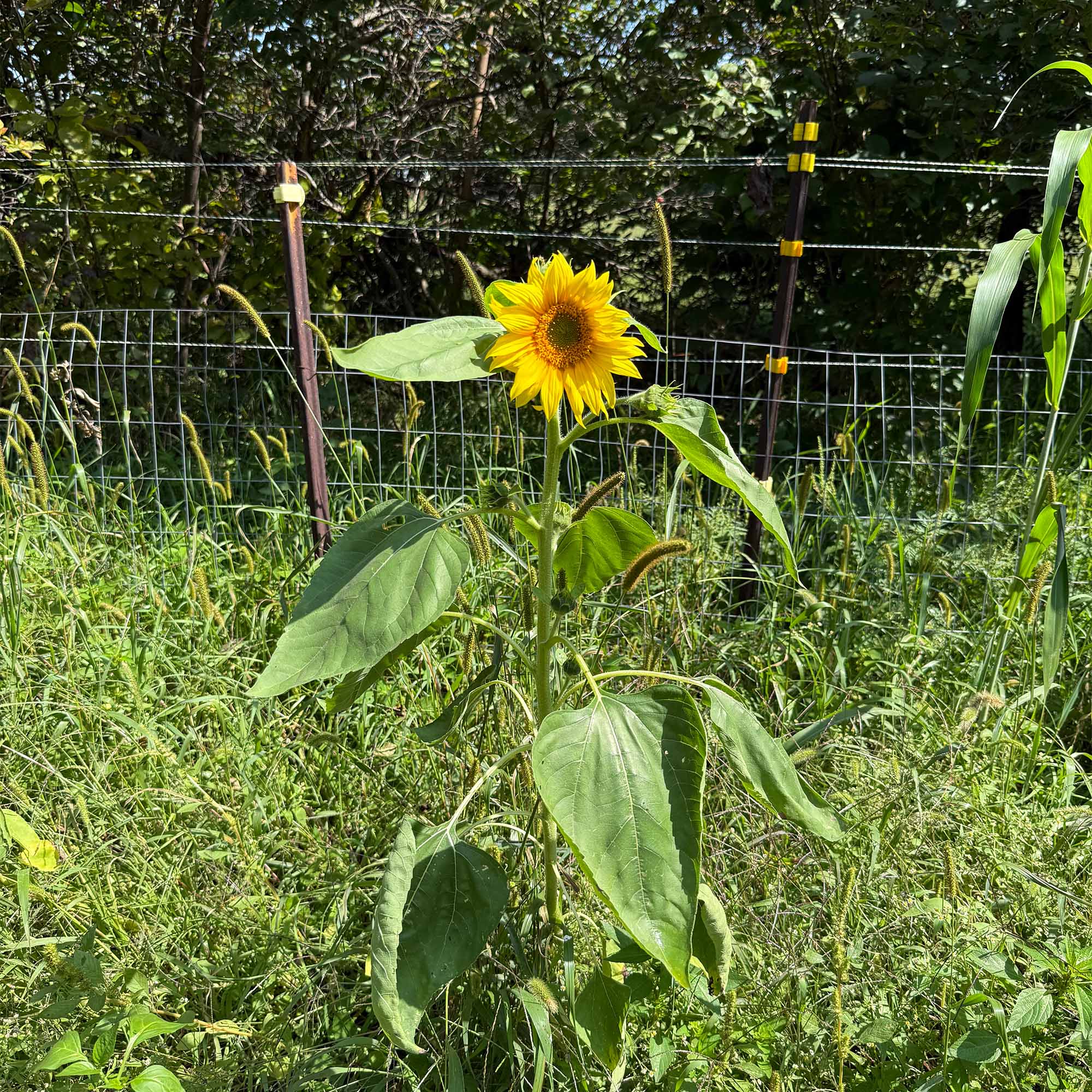 Sunflowers (Peredovik) – TnT Seed Company