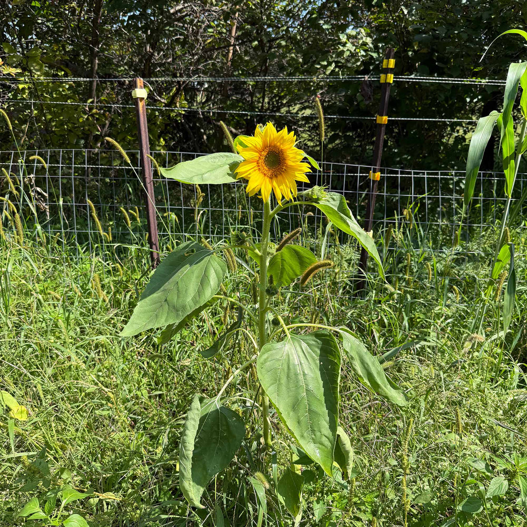 planting peredovik sunflower seeds Sunflowers (Peredovik) – TnT Seed Company