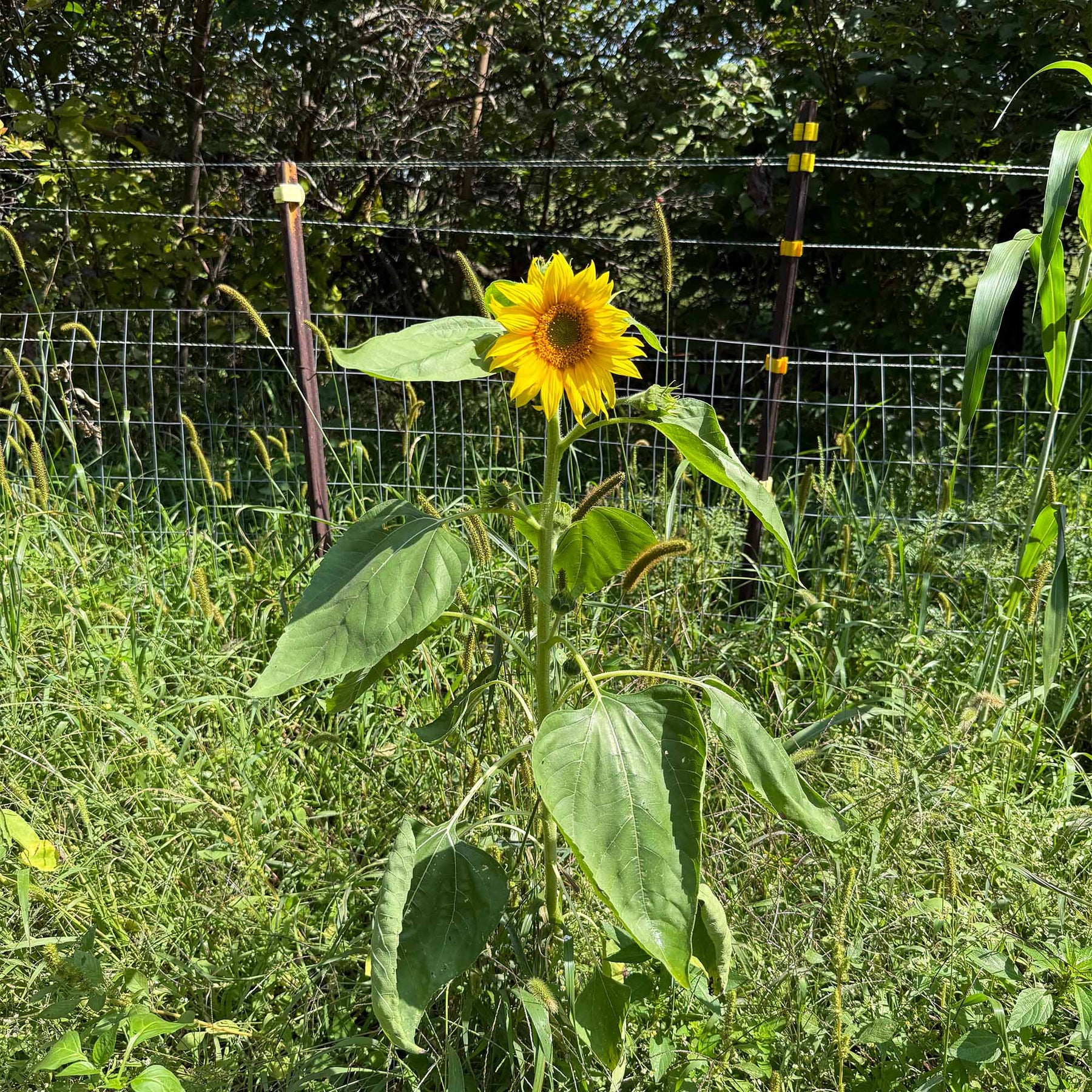 Ttan Sunflower Herloom 10 Seeds - Etsy Ttan Sunflower Herloom 10 Seeds - Etsy