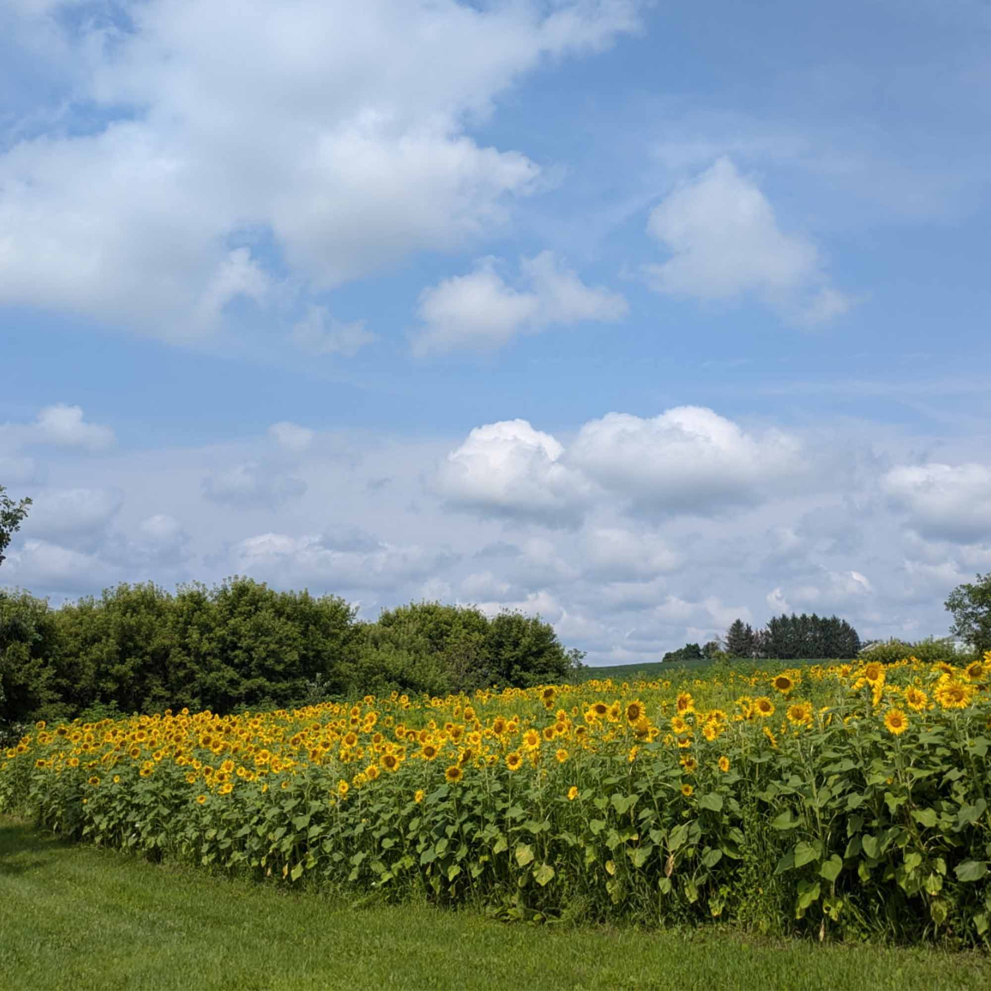 Sunflowers (Peredovik) – TnT Seed Company