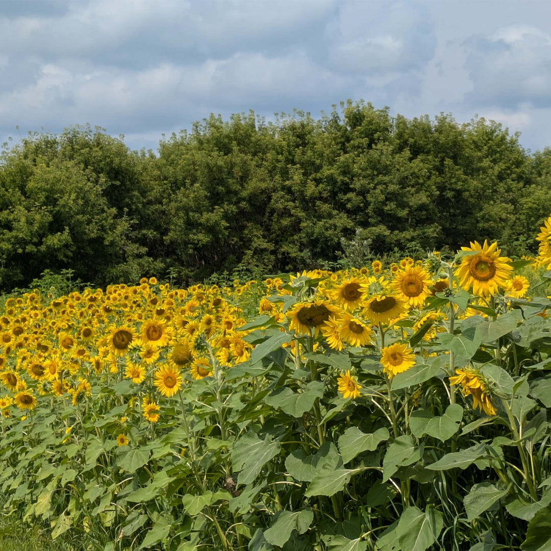 planting peredovik sunflower seeds Sunflowers (Peredovik)