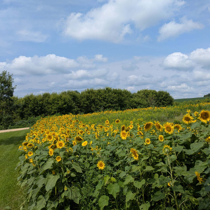 Sunflowers (Peredovik)