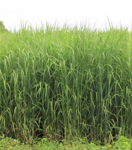 RC Big Rock Switchgrass