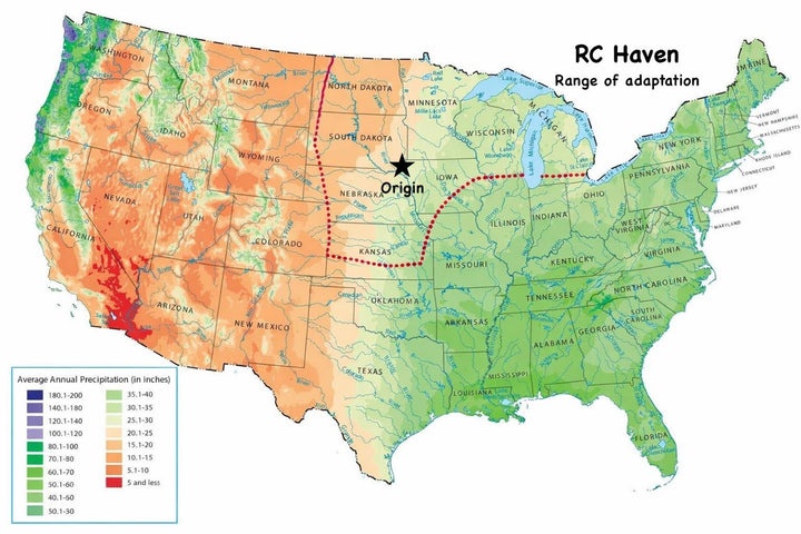 RC Haven Switchgrass
