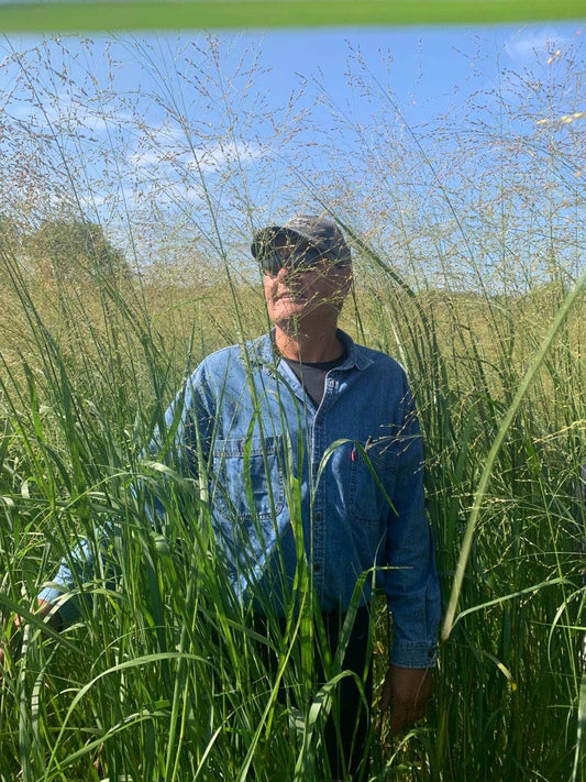 RC Sundance Switchgrass