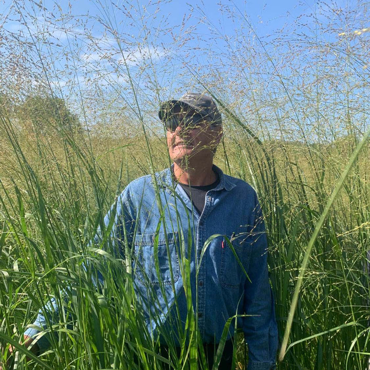 RC Sundance Switchgrass