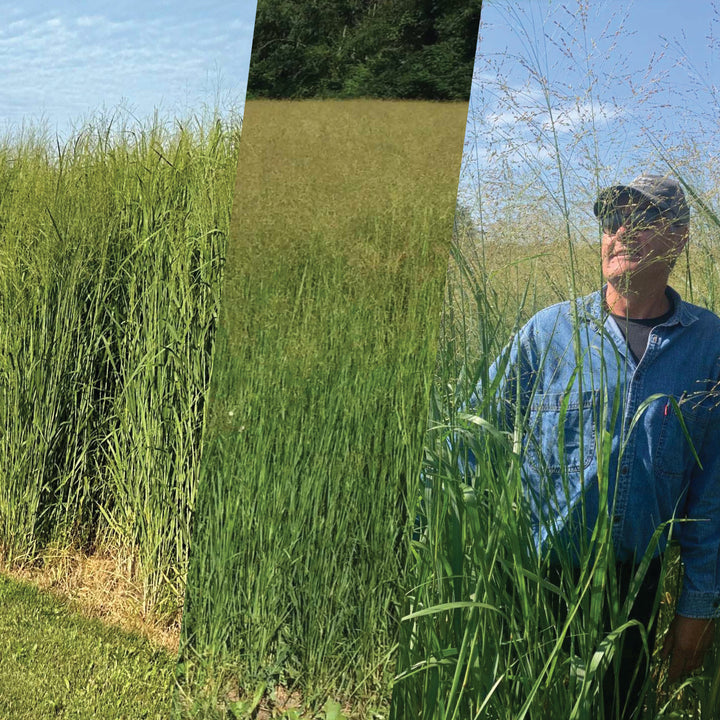 RC Switchgrass Triple Mix