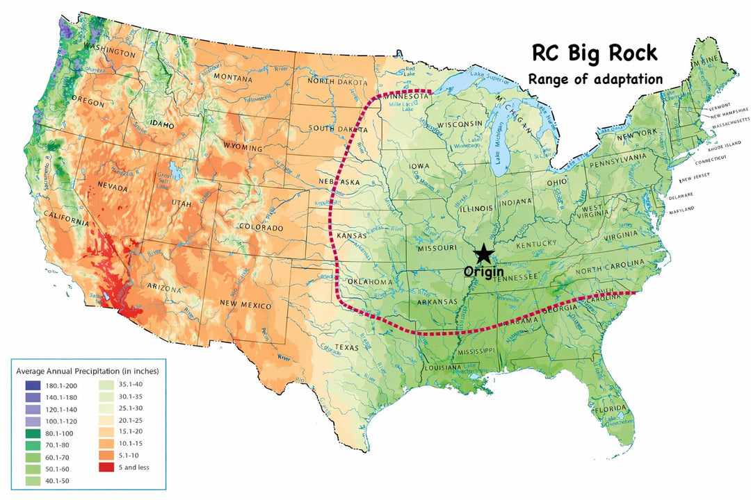RC Big Rock Switchgrass