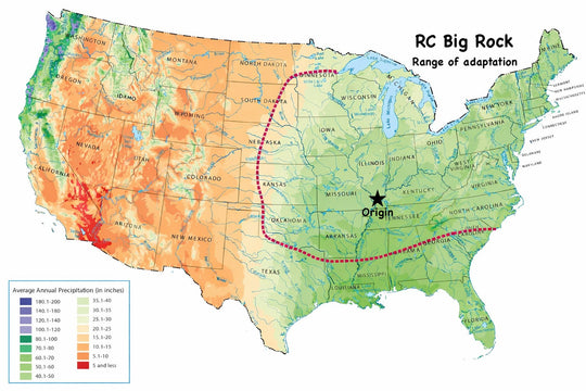RC Big Rock Switchgrass – TnT Seed Company