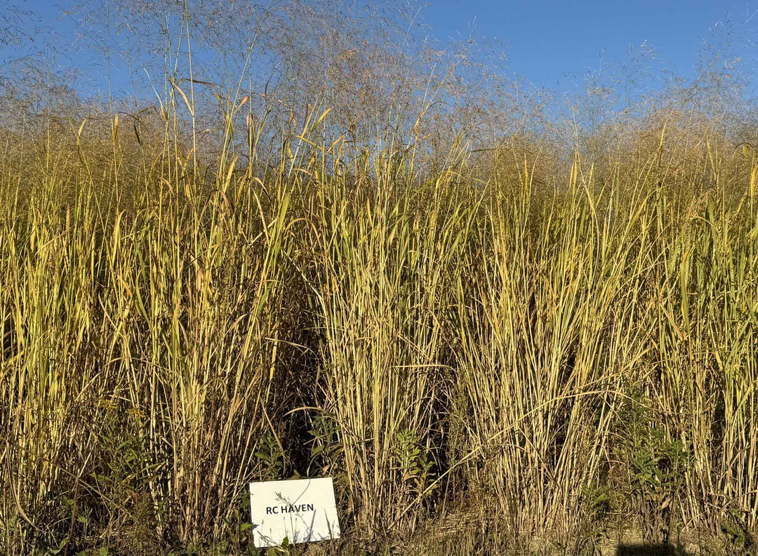 RC Haven Switchgrass