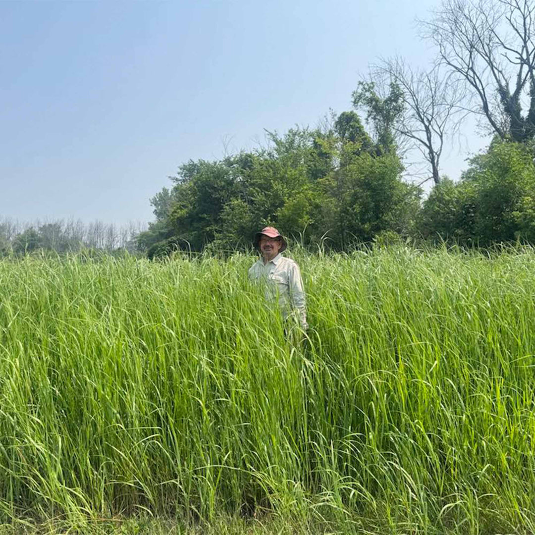 RC Haven Switchgrass