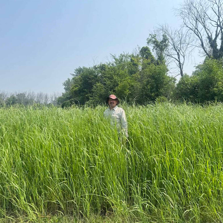 RC Haven Switchgrass