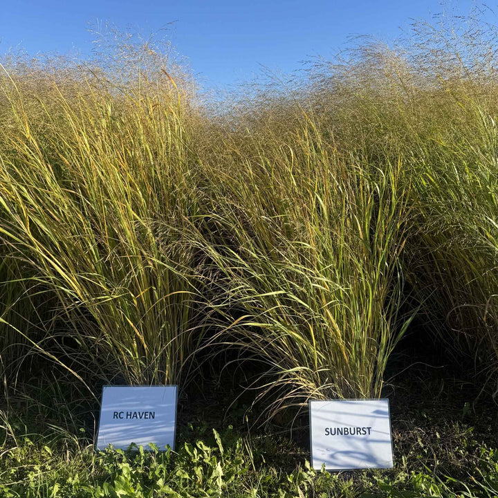 RC Haven Switchgrass
