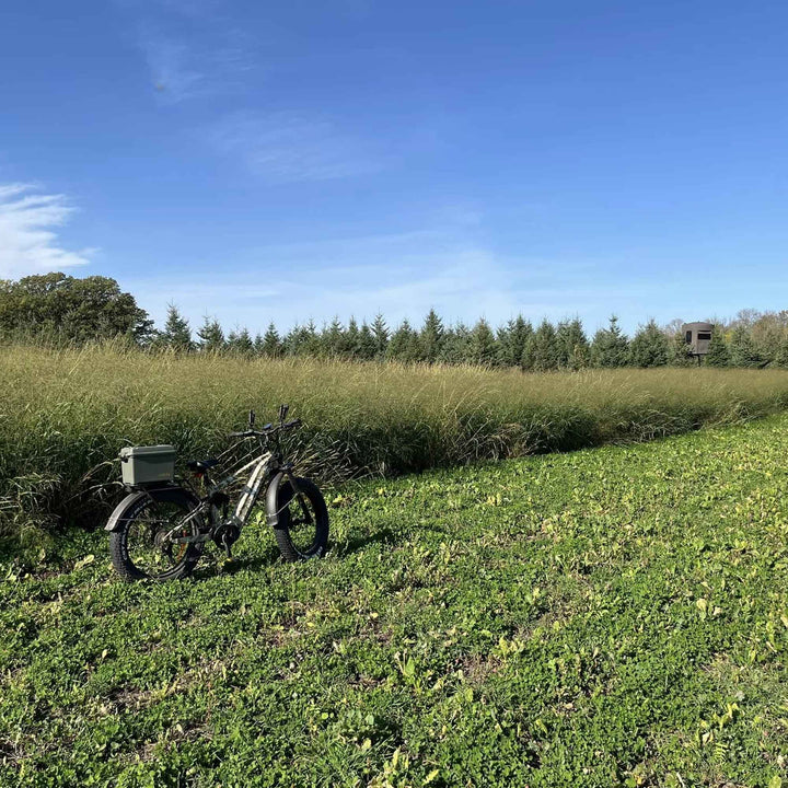 RC Sundance Switchgrass