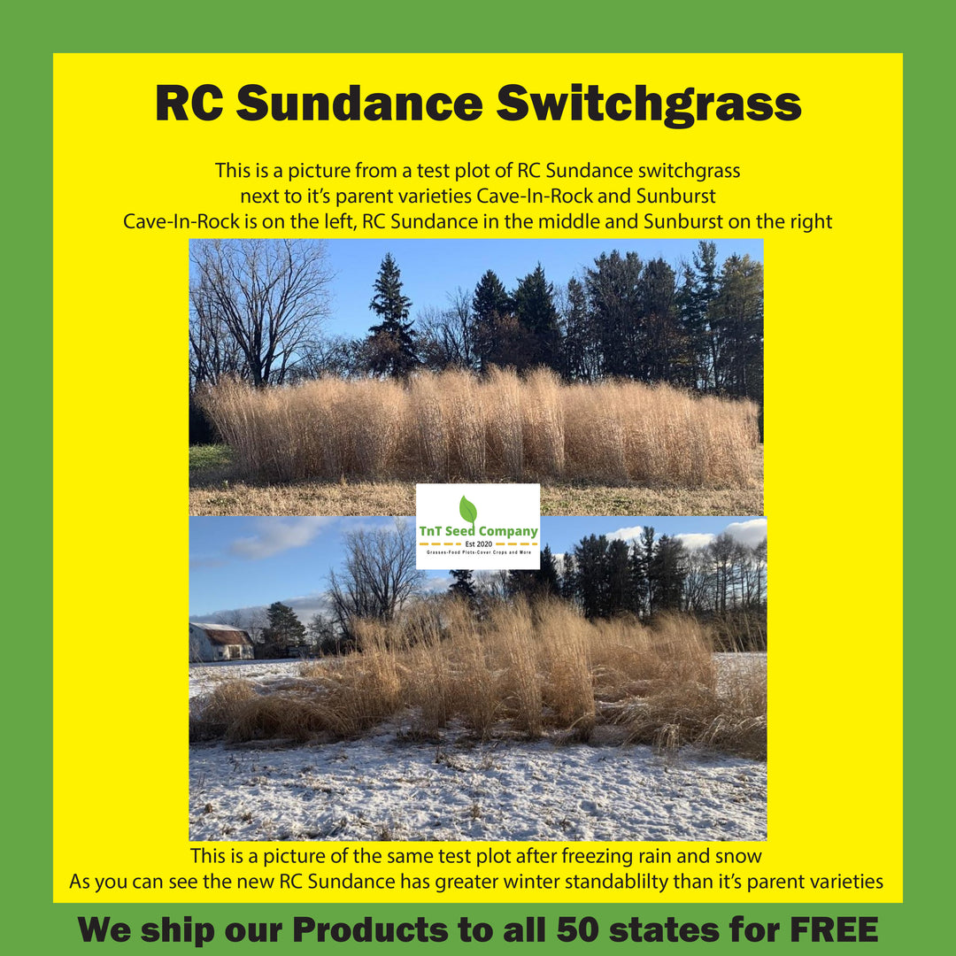RC Sundance Switchgrass