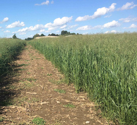RC Tecumseh Switchgrass (Sundance can be used as a replacement)
