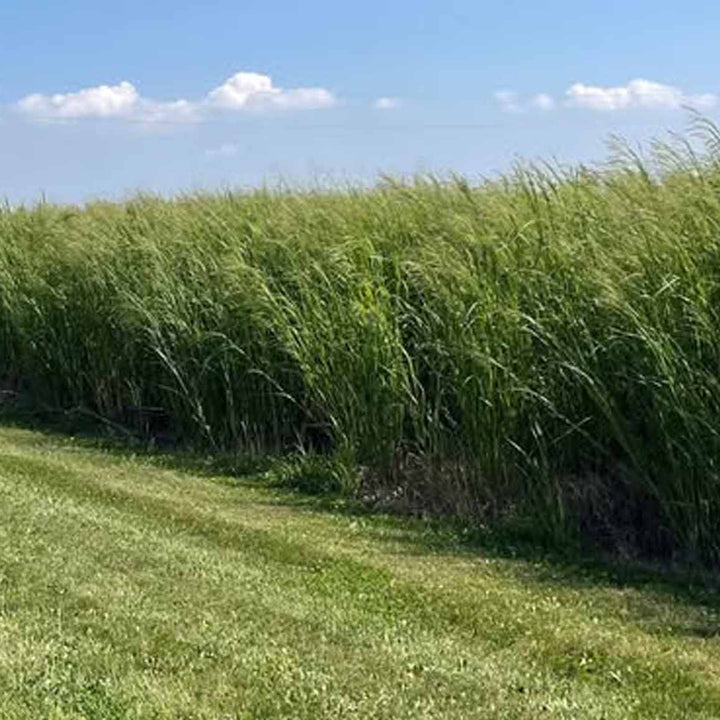 RC Tecumseh Switchgrass