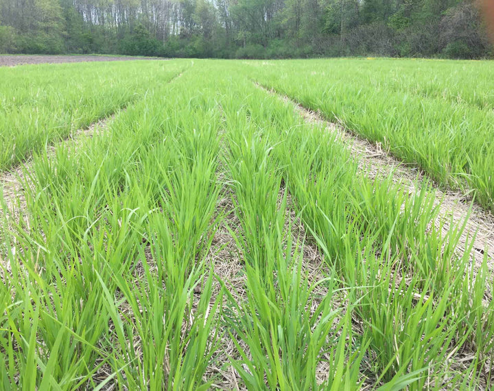 RC Tecumseh Switchgrass