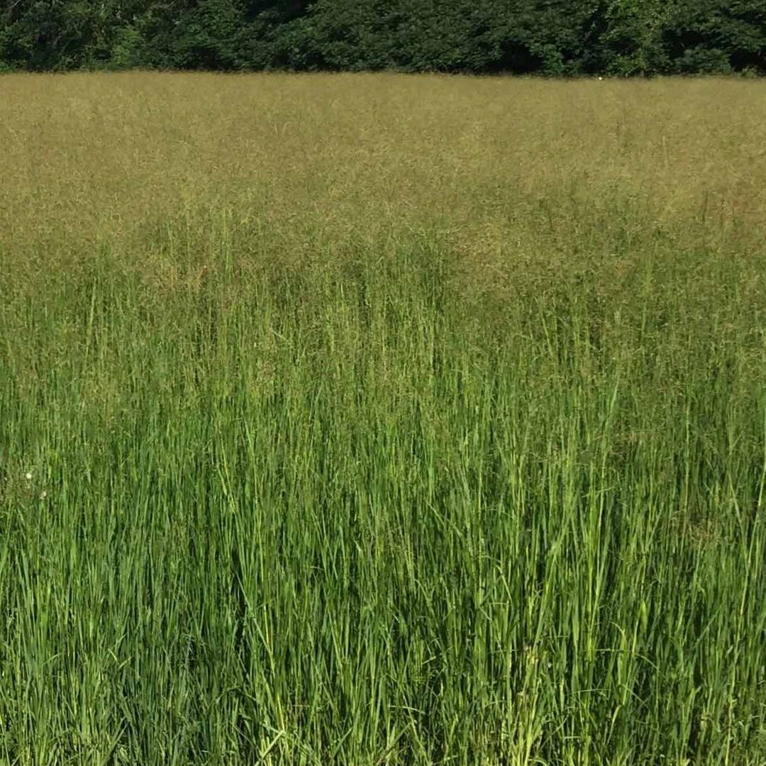 RC Tecumseh Switchgrass