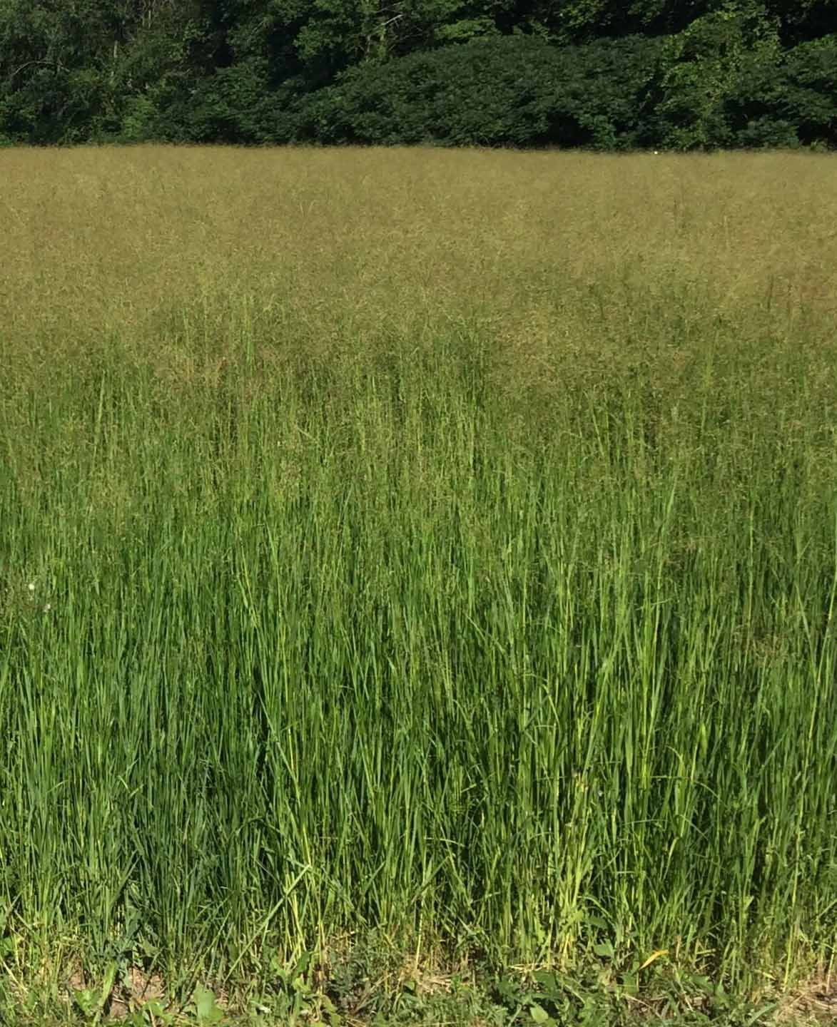 RC Tecumseh Switchgrass (Sundance can be used as a replacement)