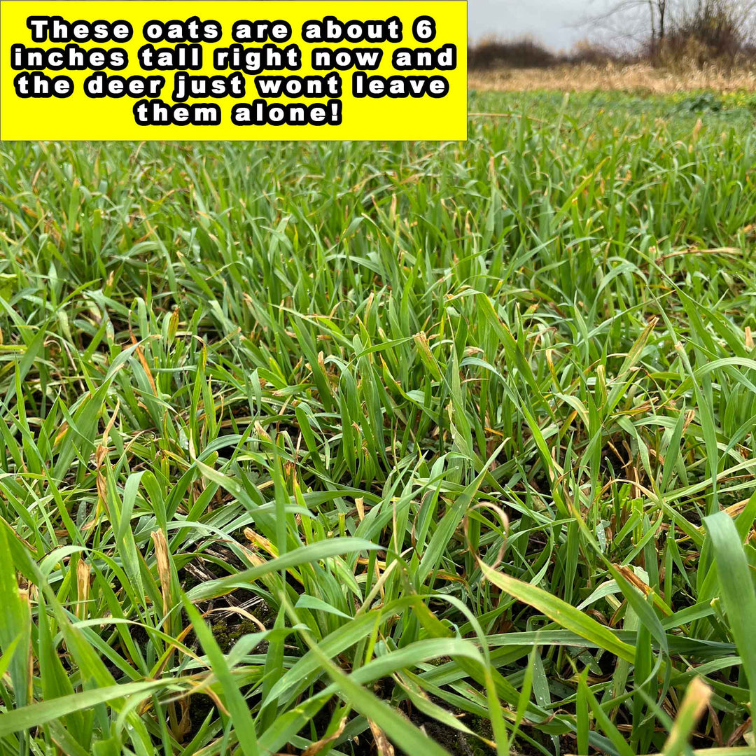 Whitetail Forage Oats