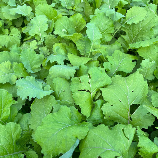 Sub Zero Hybrid Kale