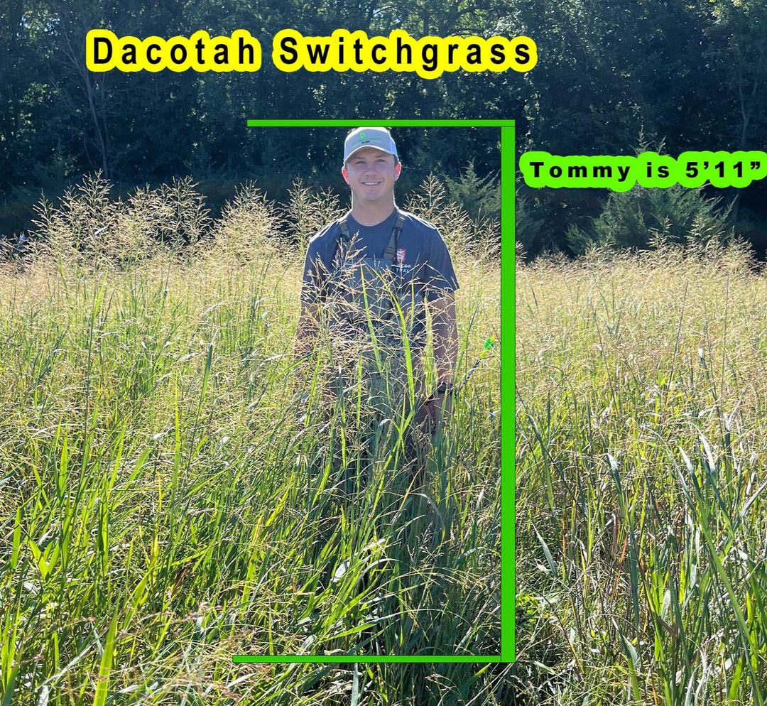 Dacotah Switchgrass