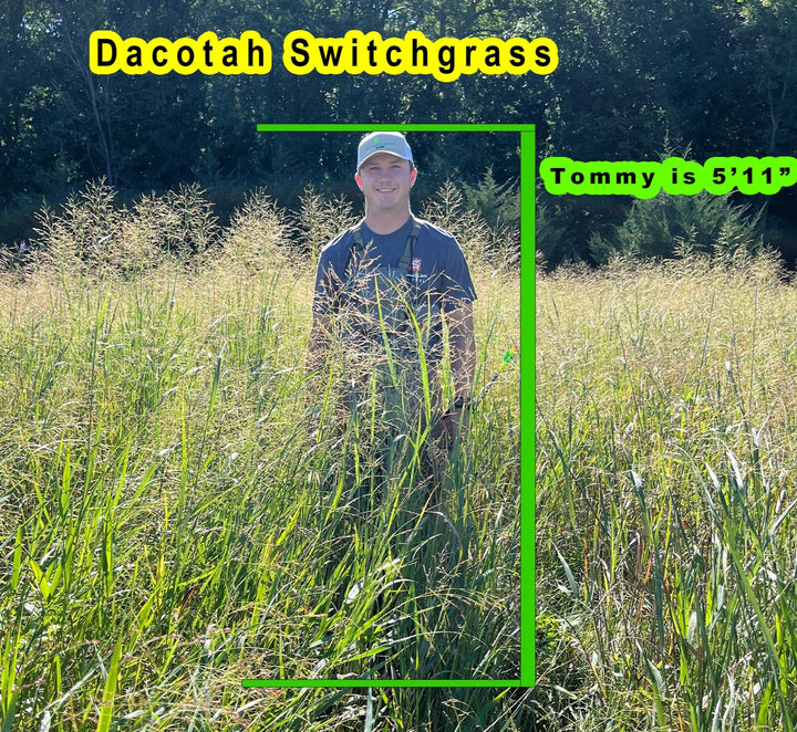 Dacotah Switchgrass