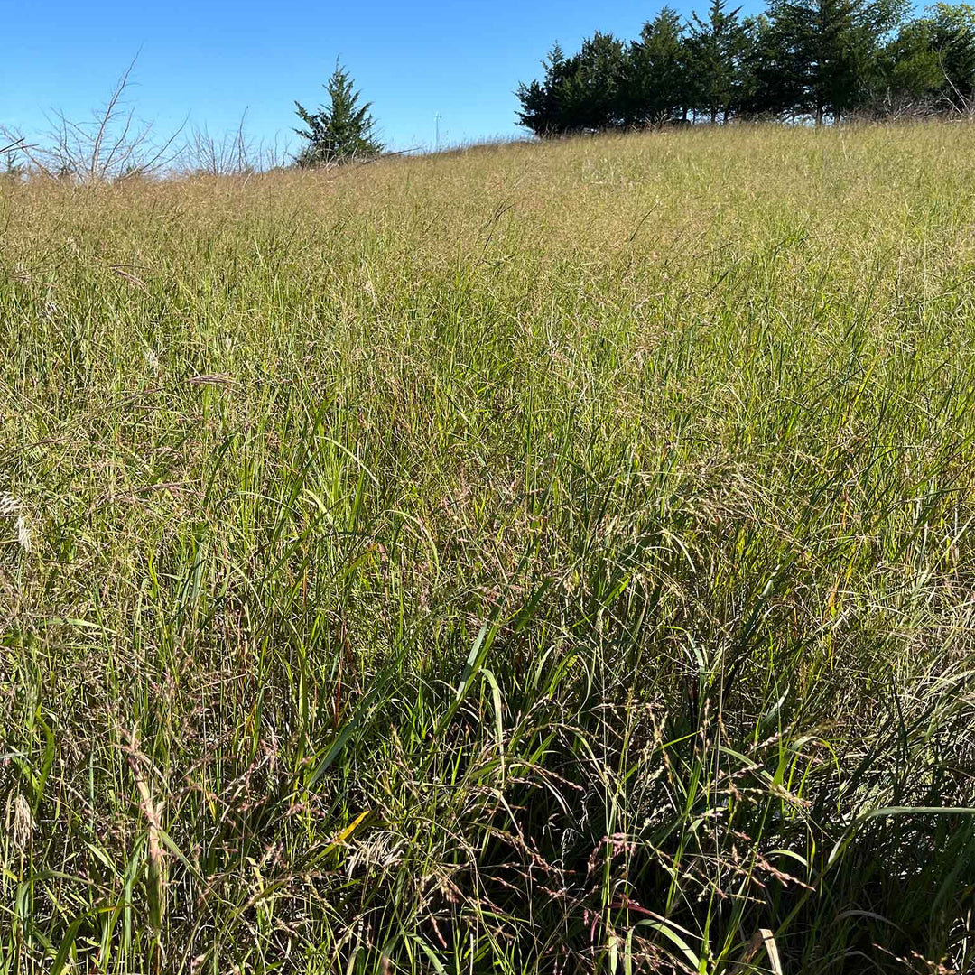 Dacotah Switchgrass