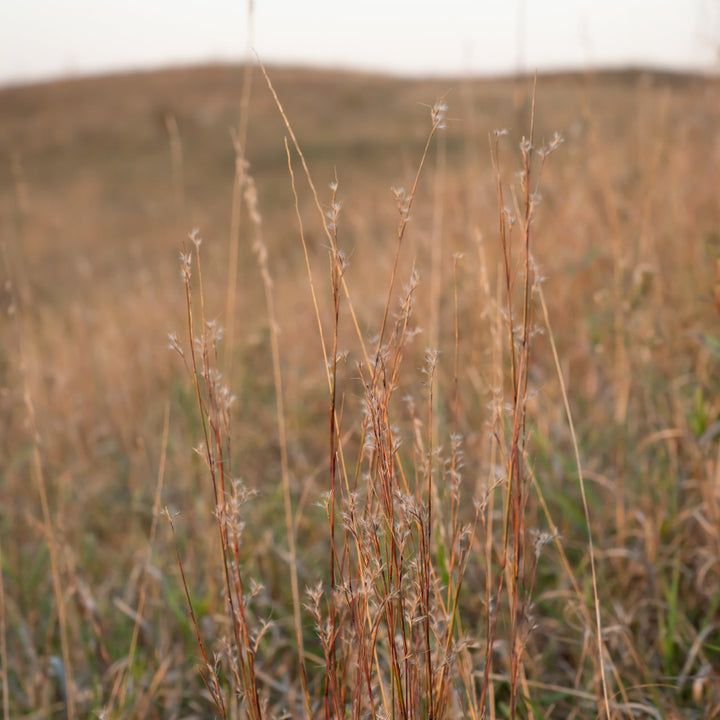 Little Bluestem