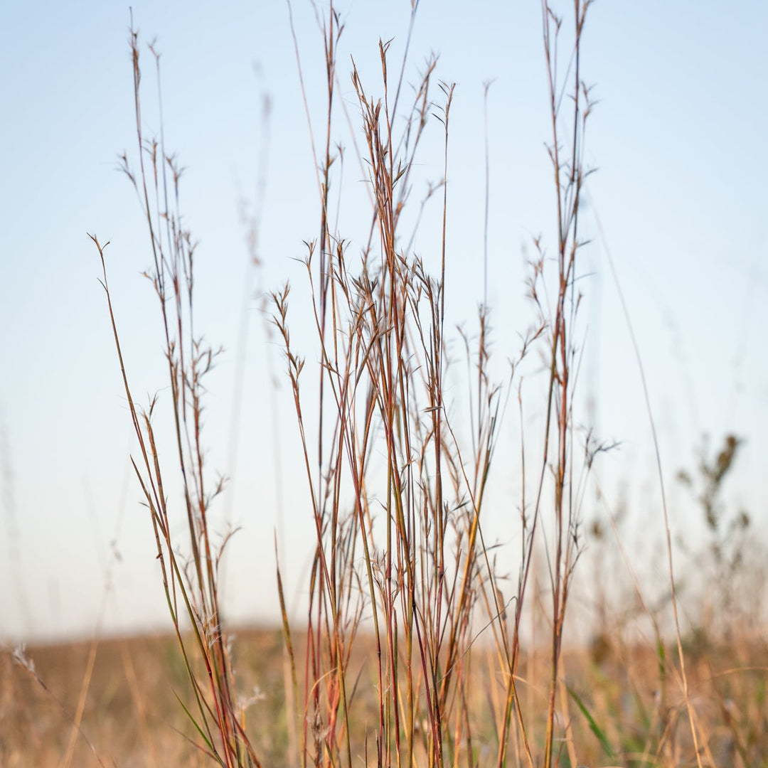 Little Bluestem