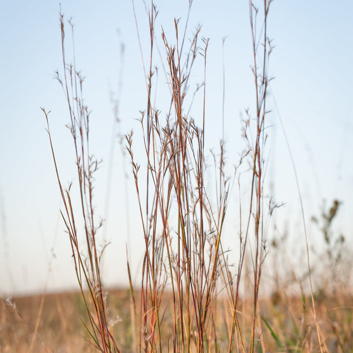 Little Bluestem