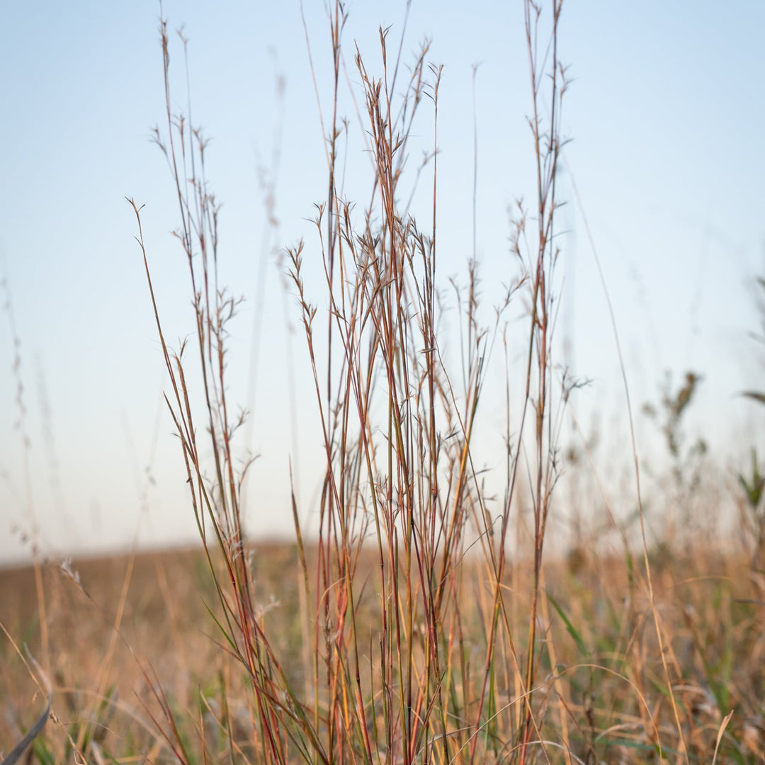 Little Bluestem