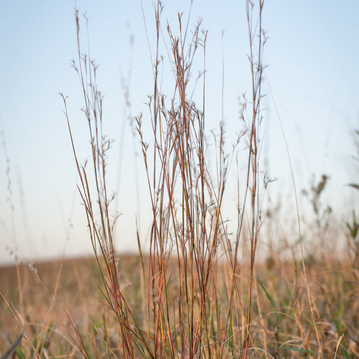 Little Bluestem