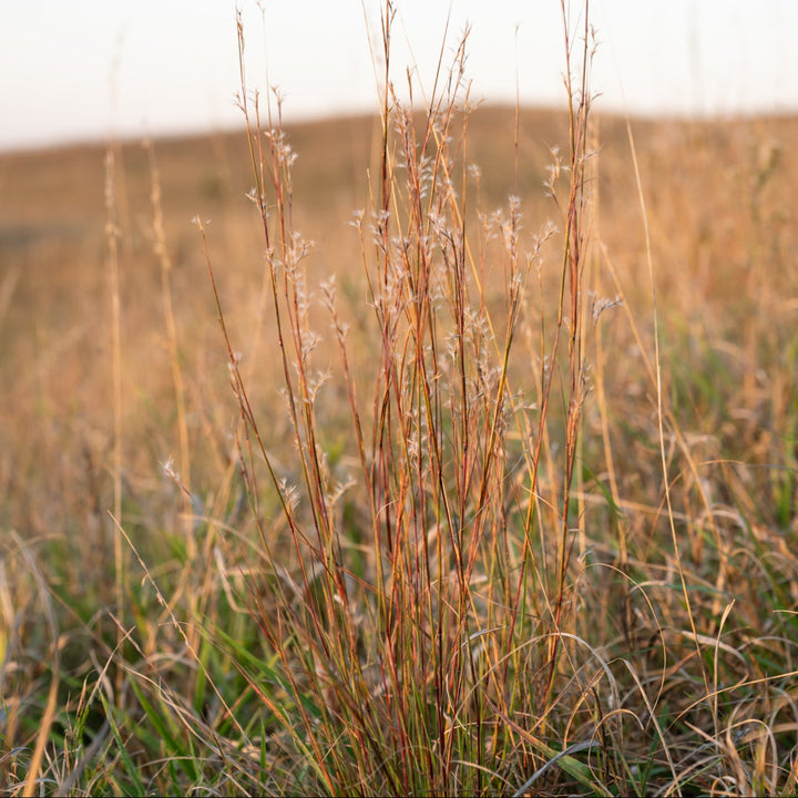 Little Bluestem