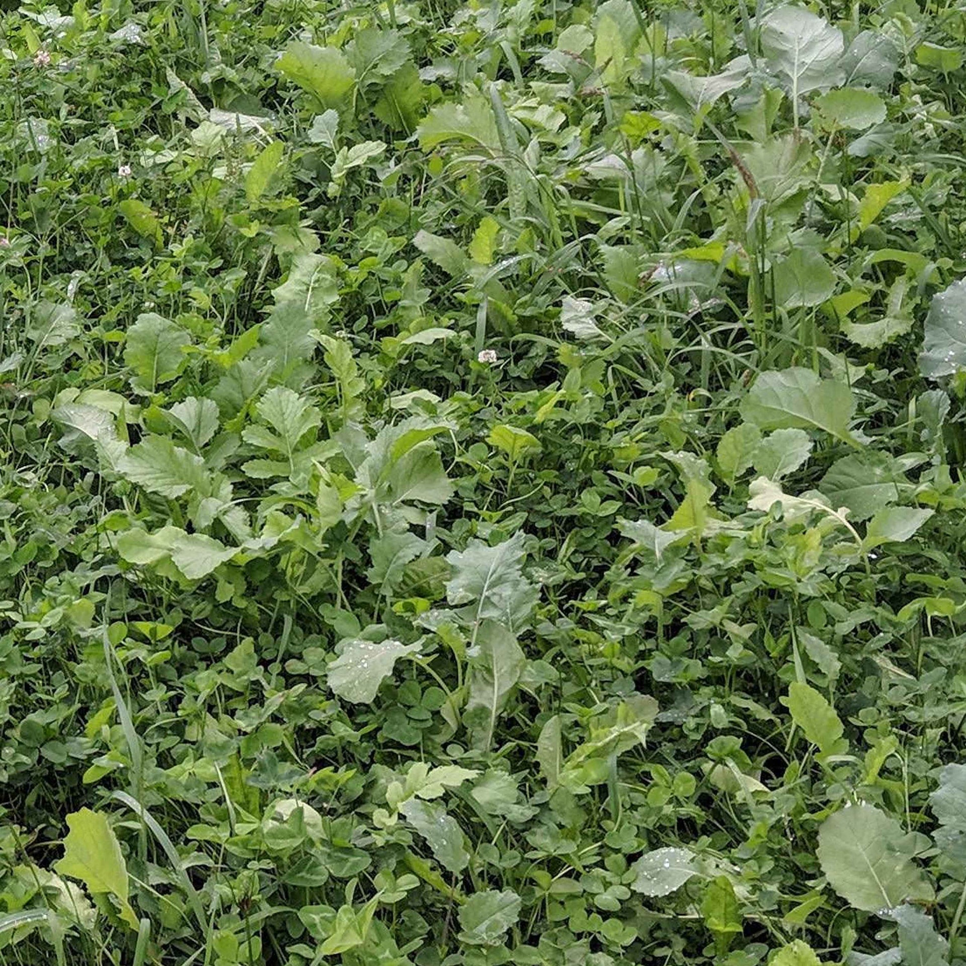 "The Whole Works" Food Plot Seed Mix - Annual Clover & Brassicas For Deer (1/2 Acre Bag), Cold Hardy & Protein Rich