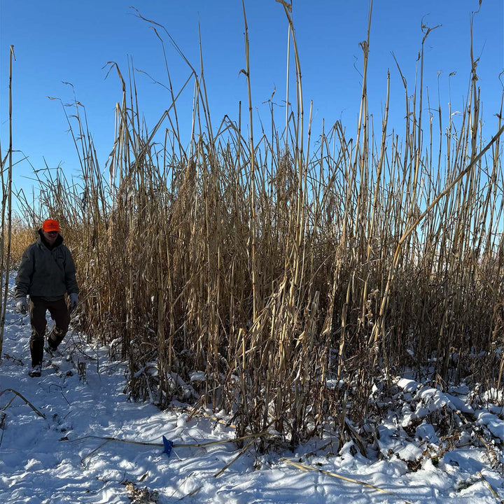 BARRIER "Screen" (Pre-Order Available)