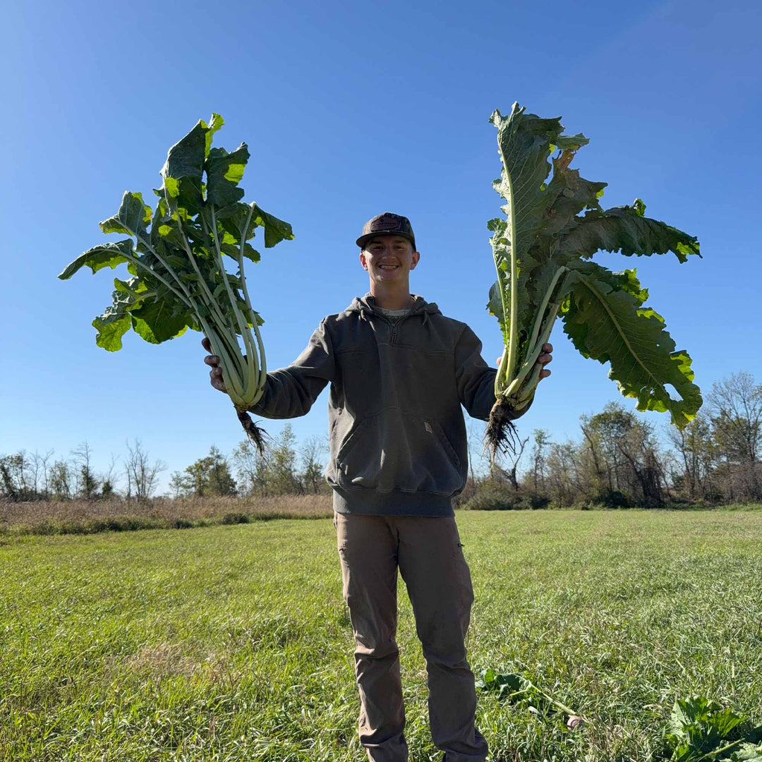 Twister Hybrid Brassica (Improved Vivant Hybrid Brassica)