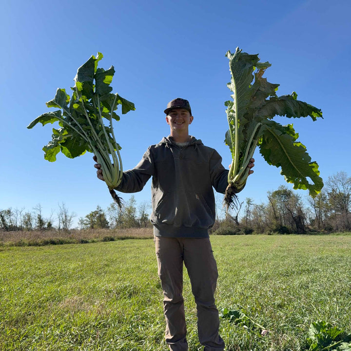 Twister Hybrid Brassica (Improved Vivant Hybrid Brassica)