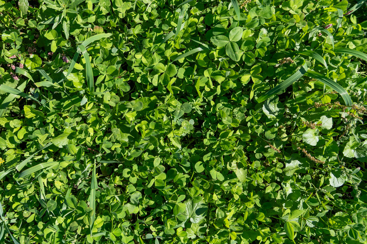 A close-up view of dense green leafy vegetation with clovers from TnT Seed Company.