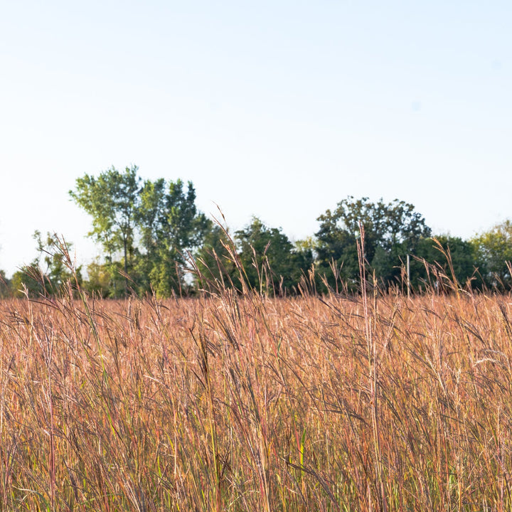 Big Bluestem
