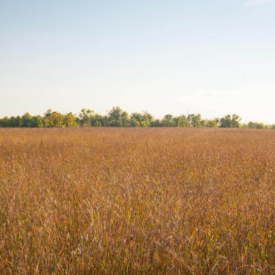 Big Bluestem