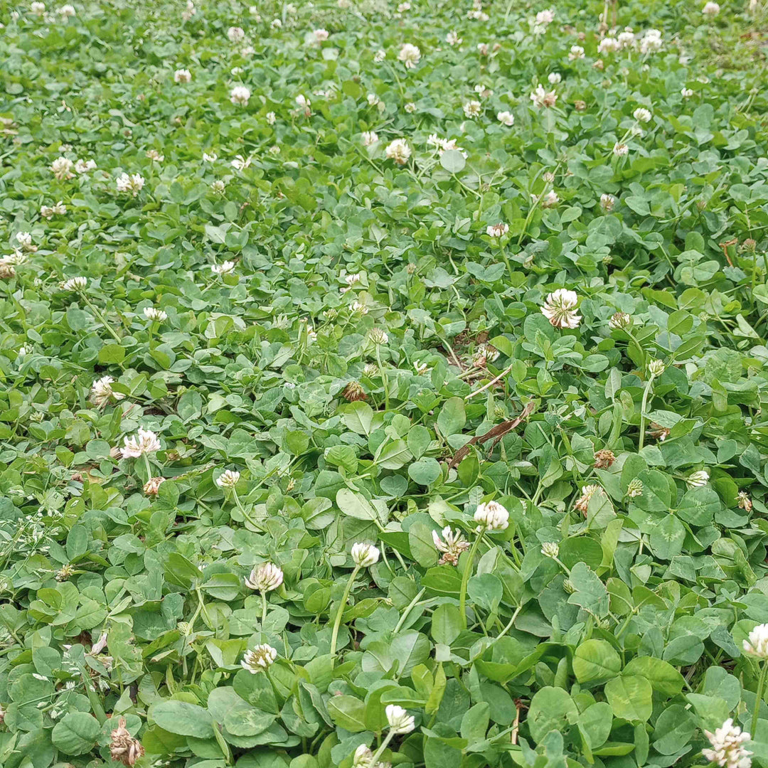 planting white dutch clover seed White Dutch Clover 1/2 Acre (4 lb Bag)