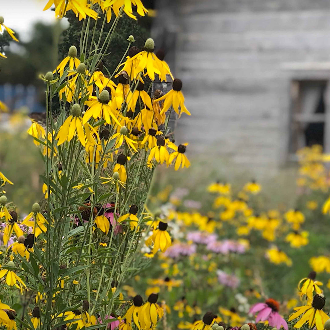 midwest wildflower seed Midwest Wildflower Mix 1/2 Acre (5 lb Bag)
