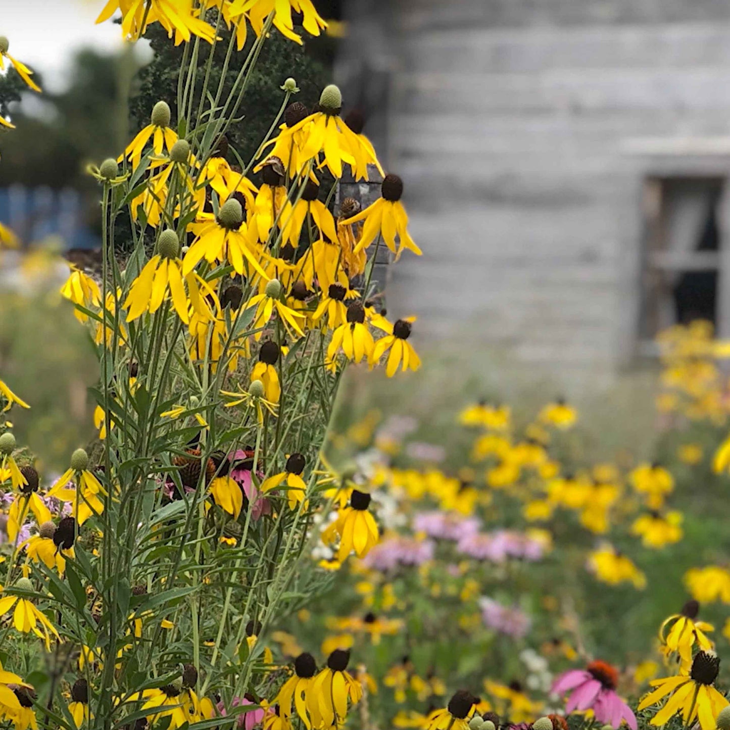 Midwest Wildflower Mix